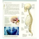 Fedezd fel a világot 2. - A kültakaró, a csontok és az izomrendszer