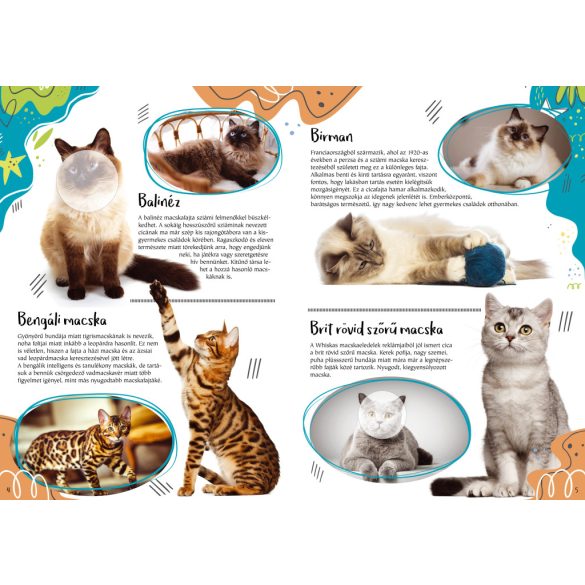 Cicafajták - A világ különleges macskái