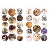 Cicafajták - A világ különleges macskái