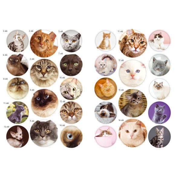 Cicafajták - A világ különleges macskái