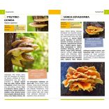 Gombák - Természetbarátok zsebkönyve