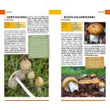 Gombák - Természetbarátok zsebkönyve