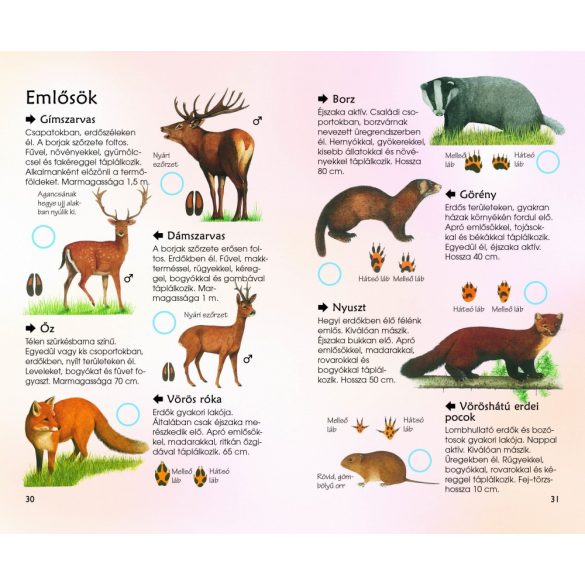 Erdei élővilág - Természetbarátok zsebkönyve