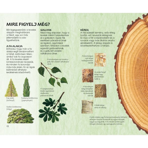 Az erdő fái - Természetbarátok zsebkönyve