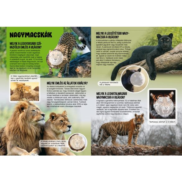 Bámulatos állatvilág