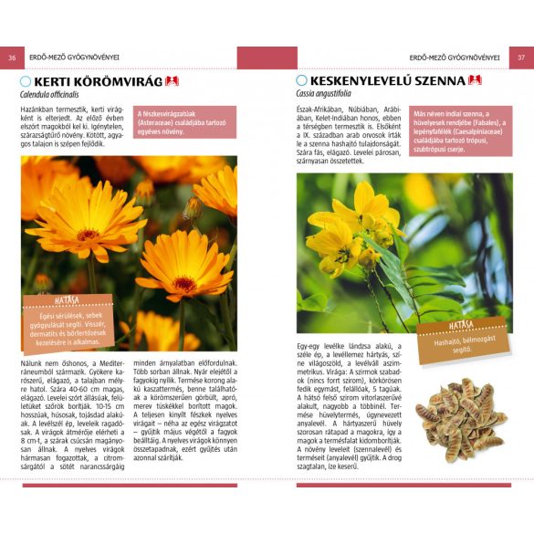 Gyógynövények - Természetbarátok zsebkönyve