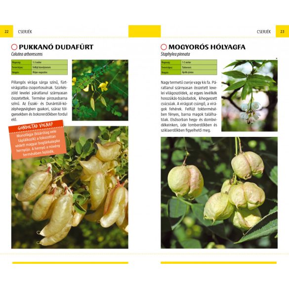 Termések - Természetbarátok zsebkönyve