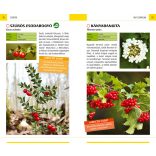 Termések - Természetbarátok zsebkönyve