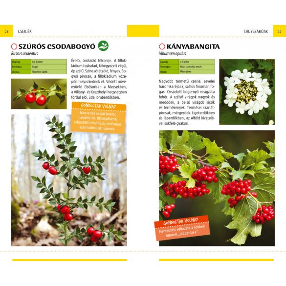 Termések - Természetbarátok zsebkönyve