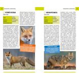 Emlősök - Természetbarátok zsebkönyve