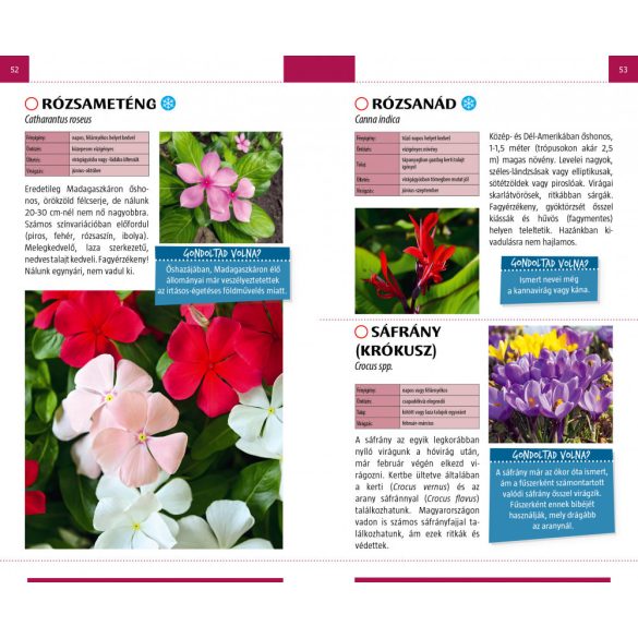 Kerti virágok - Természetbarátok zsebkönyve