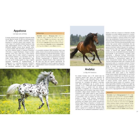 A világ legszebb lovai 22 lófajta bemutatása ÚJ