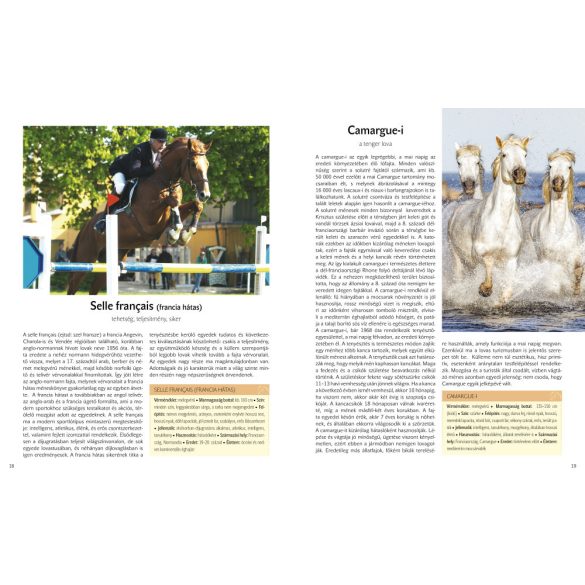 A világ legszebb lovai 22 lófajta bemutatása ÚJ