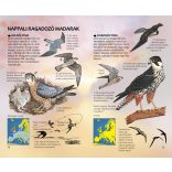 Ragadozó madaraink - Természetbarátok zsebkönyve