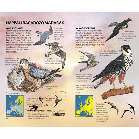 Ragadozó madaraink - Természetbarátok zsebkönyve