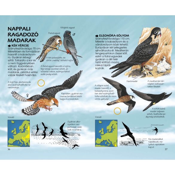 Ragadozó madaraink - Természetbarátok zsebkönyve