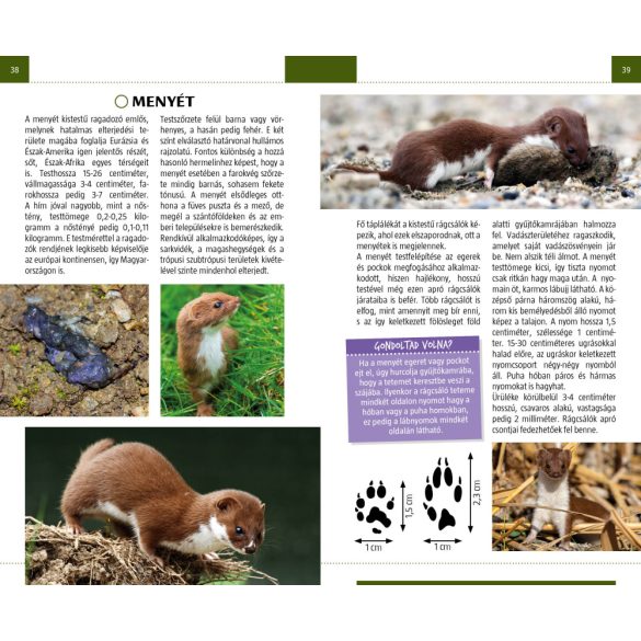 Nyomolvasás a természetben - Természetbarátok zsebkönyve