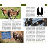 Nyomolvasás a természetben - Természetbarátok zsebkönyve