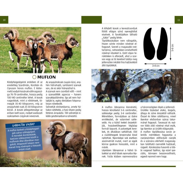 Nyomolvasás a természetben - Természetbarátok zsebkönyve