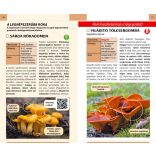 Gombászat kezdőknek - Természetbarátok zsebkönyve