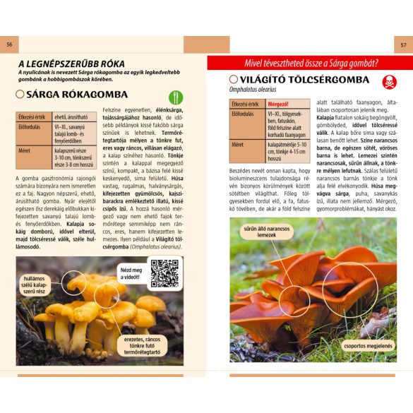 Gombászat kezdőknek - Természetbarátok zsebkönyve