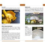 Gombászat kezdőknek - Természetbarátok zsebkönyve