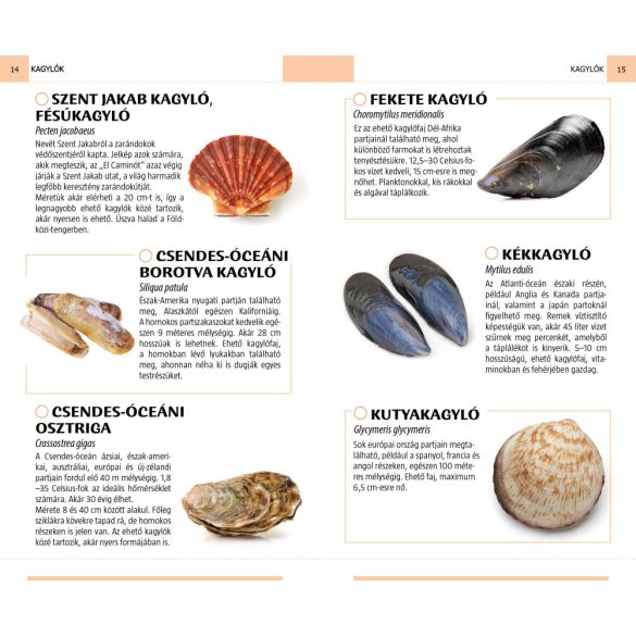 Kagylók és csigák - Természetbarátok zsebkönyve