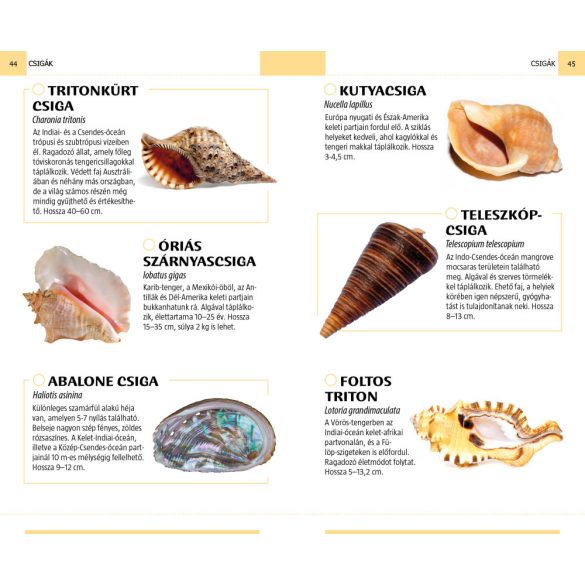 Kagylók és csigák - Természetbarátok zsebkönyve
