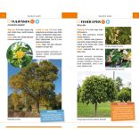 Ismerd fel a fákat - Természetbarátok zsebkönyve