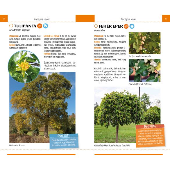 Ismerd fel a fákat - Természetbarátok zsebkönyve