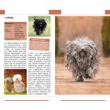 Kutyák - Természetbarátok zsebkönyve 