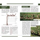 Metszés - Természetbarátok zsebkönyve 