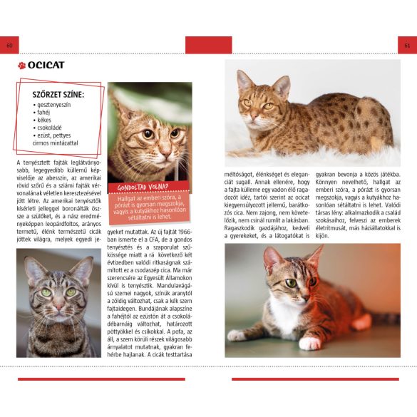 Macskák - Természetbarátok zsebkönyve 