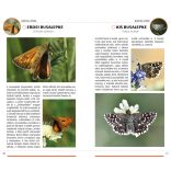 Lepkék -Természetbarátok zsebkönyve