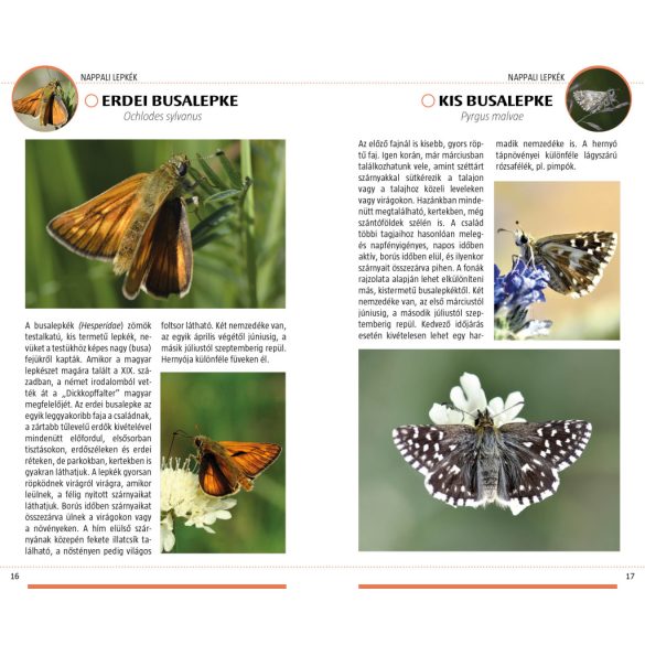 Lepkék -Természetbarátok zsebkönyve